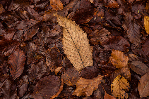 Autumn leaves background. Different type of foliage background