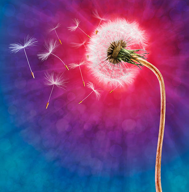 istock Dandelion with flying seeds on purple blue blurred background 177862592