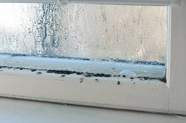 Humidity "Color image of an old window with rotten wood and mold on it inside an older home, during winter." fungal mold stock pictures, royalty-free photos & images