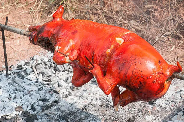 barbecue evening with a suckling pig