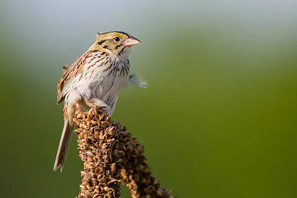 Henslow's Sparrow male at White River Marsh near Princeton, Wisconsin