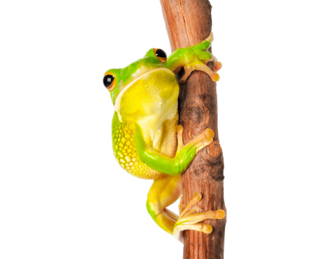 White Lipped Tree Frog  on a white background.