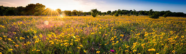 Texas Sunflower Panorama Sun-drenched sunflowers at dusk southern usa photos stock pictures, royalty-free photos & images