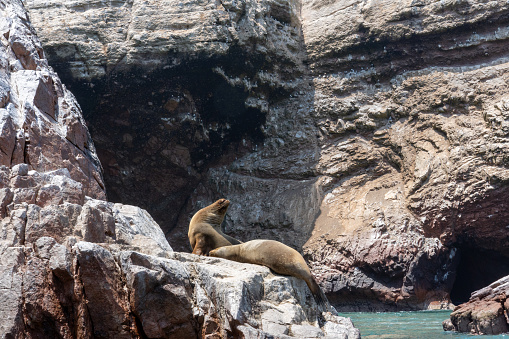 Sea lions resting in the sunlight in the ocean