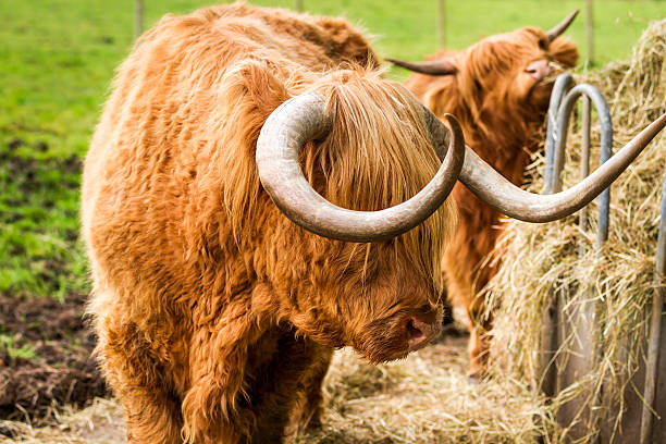 istock Highland cattle eat hay in the yard 177863789
