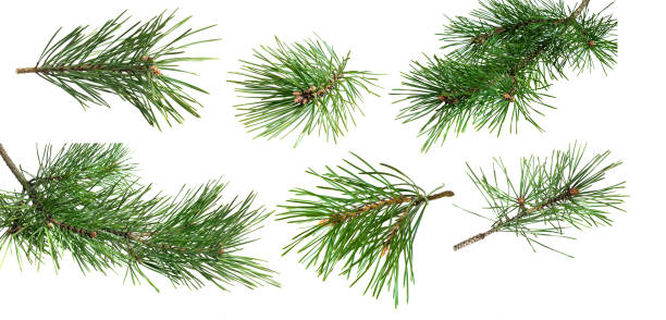 istock pine twigs on white isolated background 1778641975