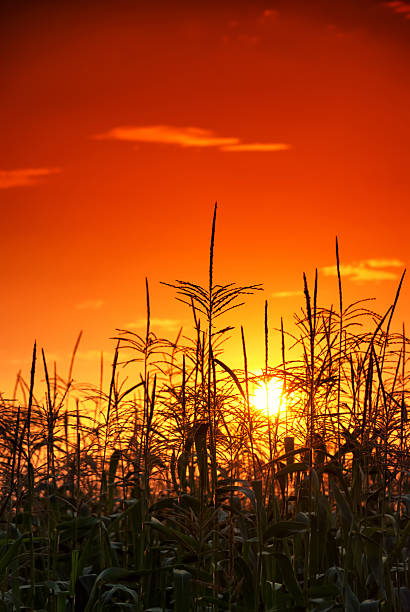 istock photo of sunset in cornfield 177864269