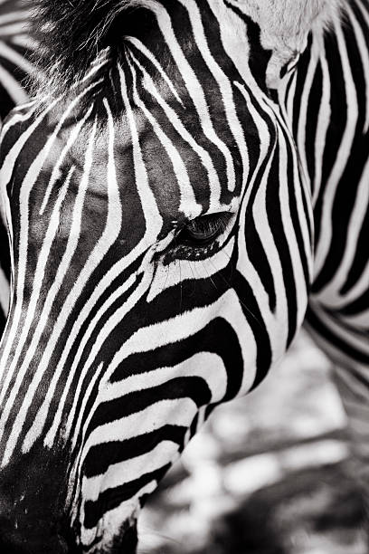 Zebra selvagem virada para a frente, grande - fotografia de stock