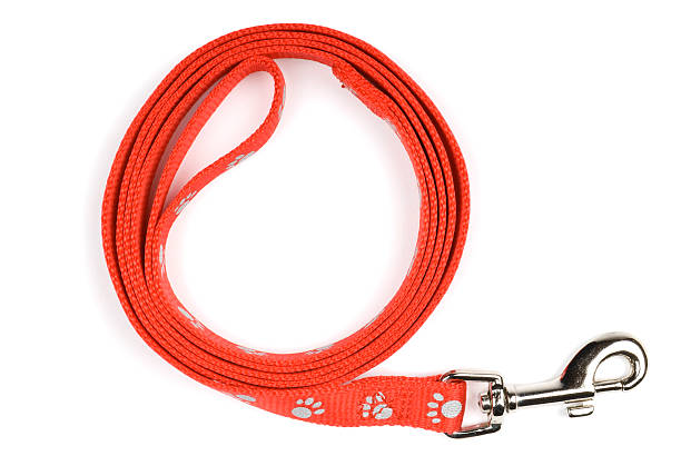 Red nylon dog lead or leash with paw print pattern Red nylon dog lead or leash with paw print pattern on a white background. Soft shadow under lead. animal track photos stock pictures, royalty-free photos & images