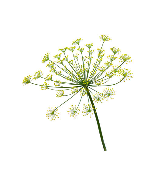 aneto isolato sul bianco. - fennel dill flower isolated foto e immagini stock