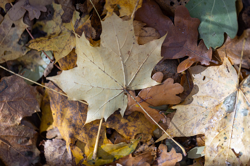 Autumn forest, yellow and brown colors, leaves and mushrooms, walk, sun