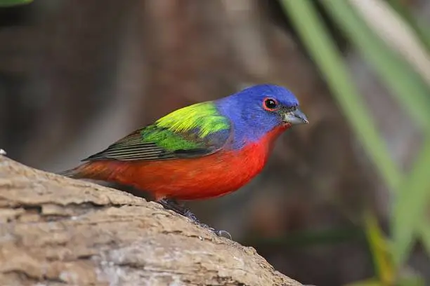 Colorful Painted Bunting (Passerina ciris) on a log