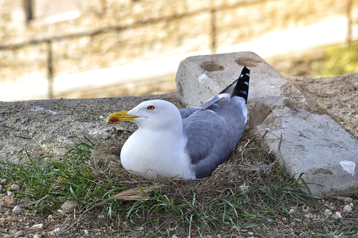Herring Gull (Larus argentatus) lying on its nest incubating around the city