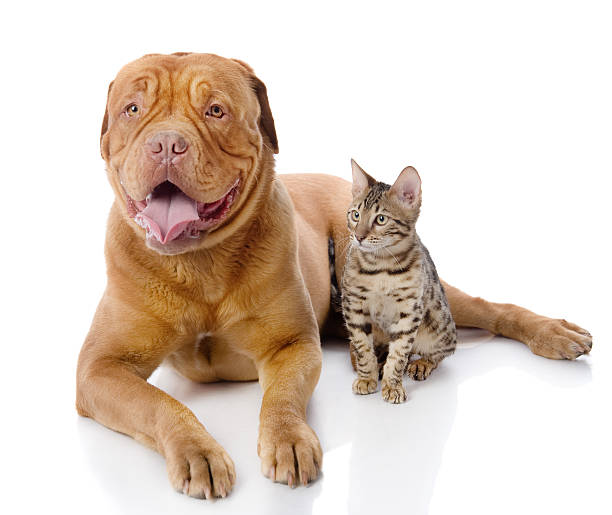istock French mastiff and Bengal cat lying together. 177865977