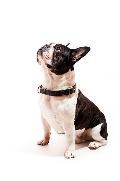 istock Bulldog on white background look up 177866074