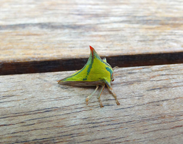 Pretty Treehopper 970+ Treehopper Photos Stock Photos, Pictures & Royalty-Free Images ...