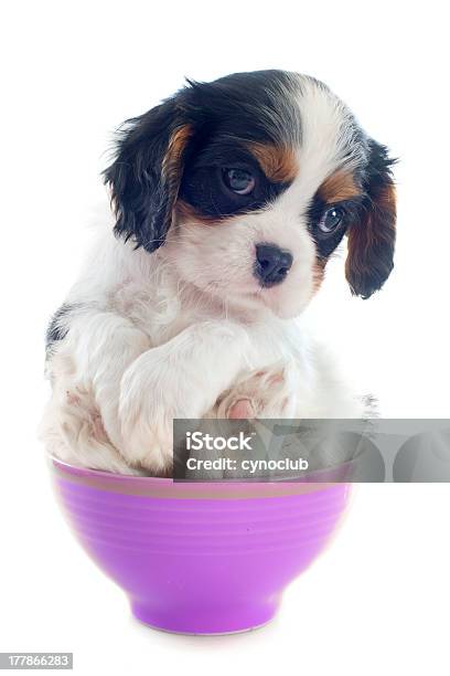 Cucciolo Cavalier King Charles - Fotografie stock e altre immagini di Ambientazione interna - Ambientazione interna, Animale, Animale da compagnia