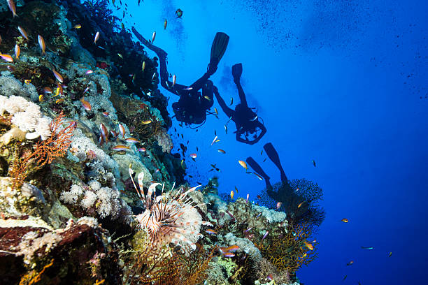 istock Lionfish and Scuba Divers at Elphinstone 177866513