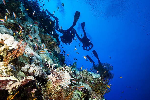 Lionfish and Scuba Divers at Elphinstone stock photo