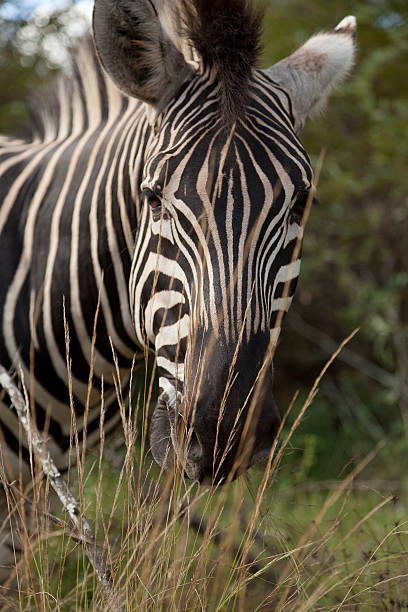 Zebra 에서 개척시대의 전면을 클로즈업 스톡 사진