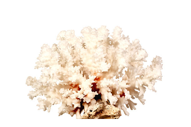 istock Pink dried coral isolated on white background 177867074