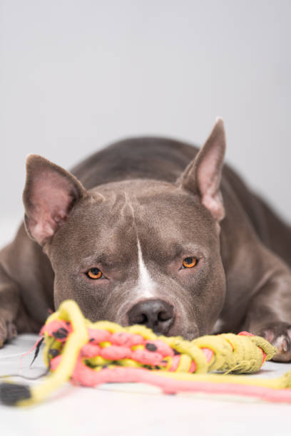 Purebred american bully dog and toy rope Purebred american bully dog and toy rope blue nose pitbull pictures pictures stock pictures, royalty-free photos & images