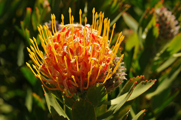 istock Pincushion Protea Plant 177867807