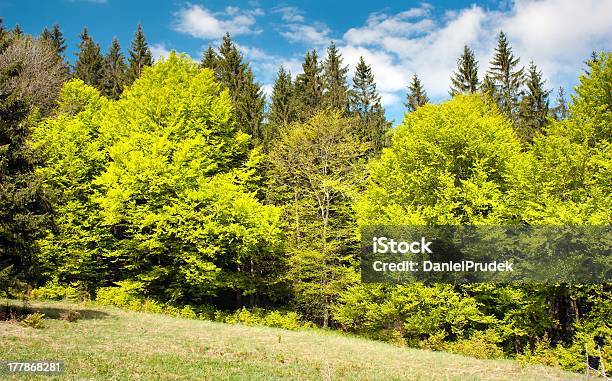 Springy 버처 목재아름다운 ﾀｯｷｴ Beechs 0명에 대한 스톡 사진 및 기타 이미지 - 0명, Oba Carr, 가문비나무