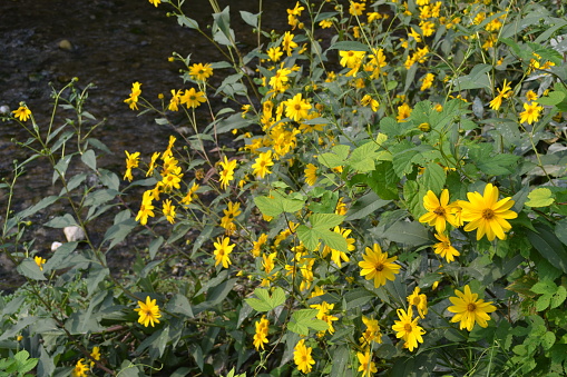 Beautiful riverbank landscape with yellow flowers of topinambur growing near Adda river near Lecco. This plant is known also as Jerusalem Artichoke due to is edible roots.\nThis perennial plant has variety of medical properties suitable to cure diabetes, for weightloss, for celiac people (Tubers contain inulin, are poor energetic and effective in preventing diabetes and dieting). It resembles sunflower in its behavior, always looking for sunlight. It prevents tiredness and fatigue. Its leaves help in case of heart insuffuciency. It hasn't glutine. Blooms from September to October.