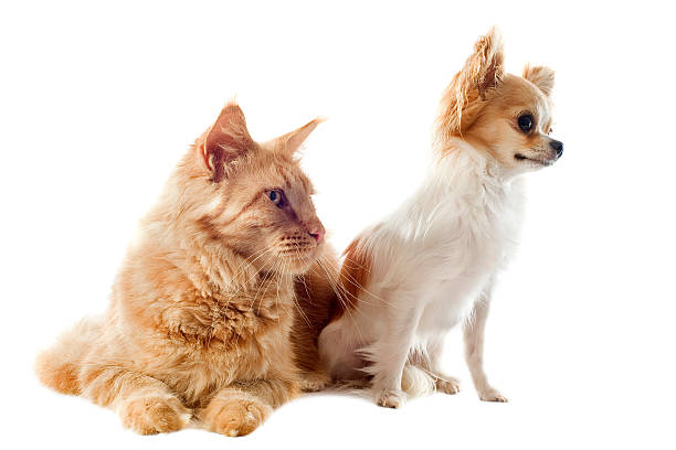 istock maine coon cat and chihuahua 177869186