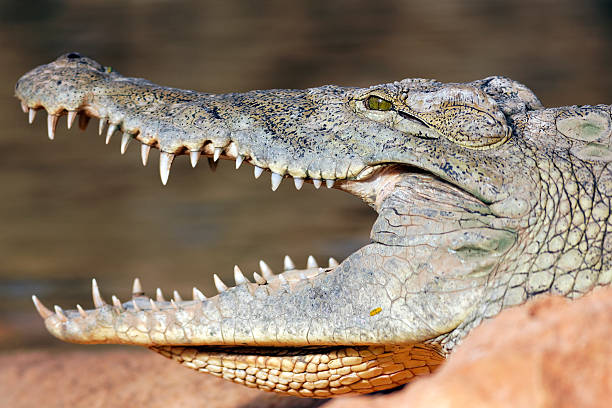 istock big head of crocodile 177869549