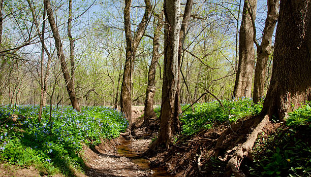 istock Blue bells along bank of river 177869580