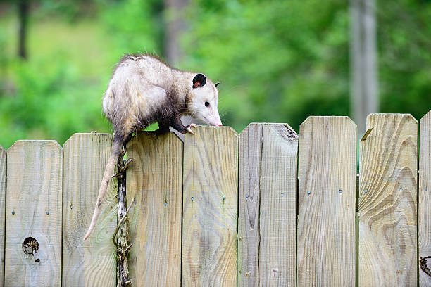 istock Possum on the fence 177869946