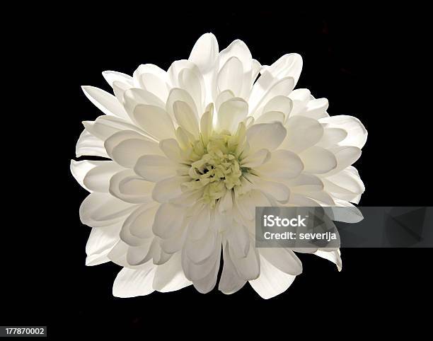 White Flower Chrysanthemum Isolated On Black Stock Photo - Download Image Now - Abstract, Affectionate, Beauty In Nature