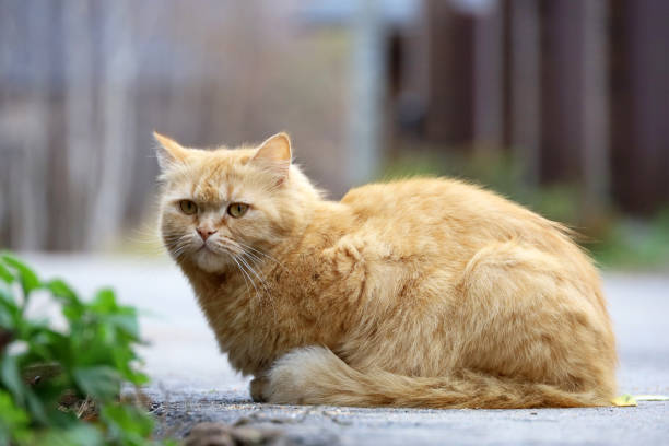 istock Portrait of red cat 1778704363