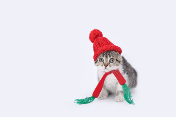 istock Cat in a red santa hat. 1778705444