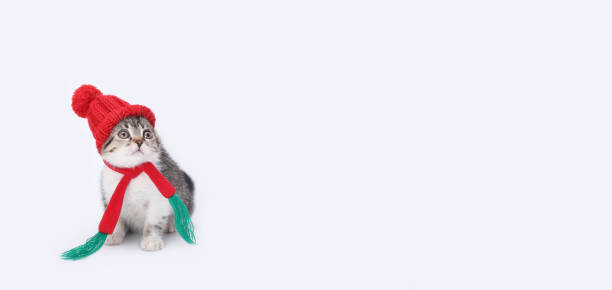 istock Cat in a red santa hat. 1778705447