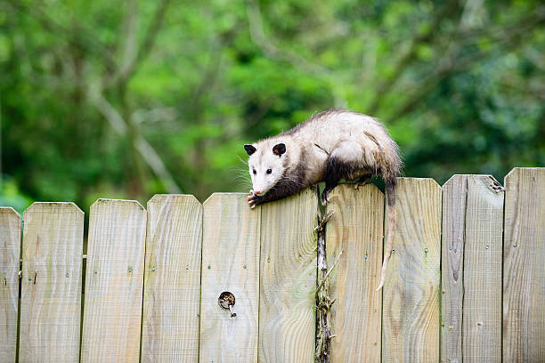 istock Possum on top of fence 177870791
