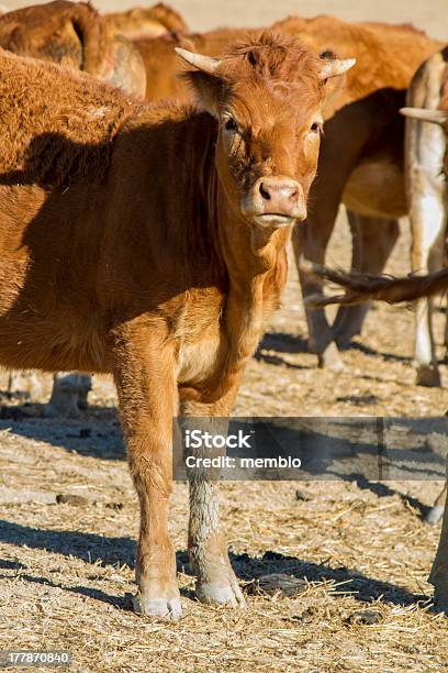 Foto de Vacas Marrom e mais fotos de stock de Agricultura - Agricultura, Alentejo, Animal