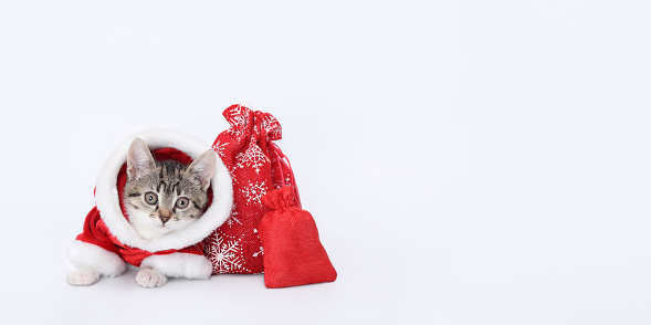 Cat in Santa costume with Christmas presents. Kitten Santa Claus on white background. Xmas Greeting card. Merry Christmas. Funny Cat looks at the camera. New Year shopping sale concept. Happy New Year