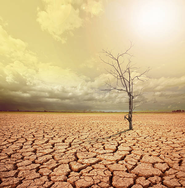 глобальное потепление. - global warming cracked dirt earth стоковые фото и изображения
