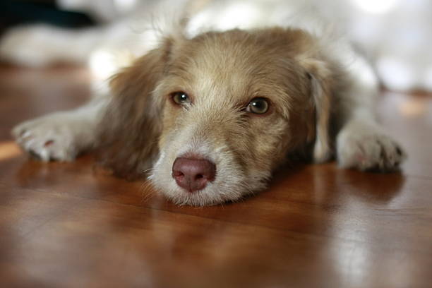 istock Cute white and brown Puppy 177871967