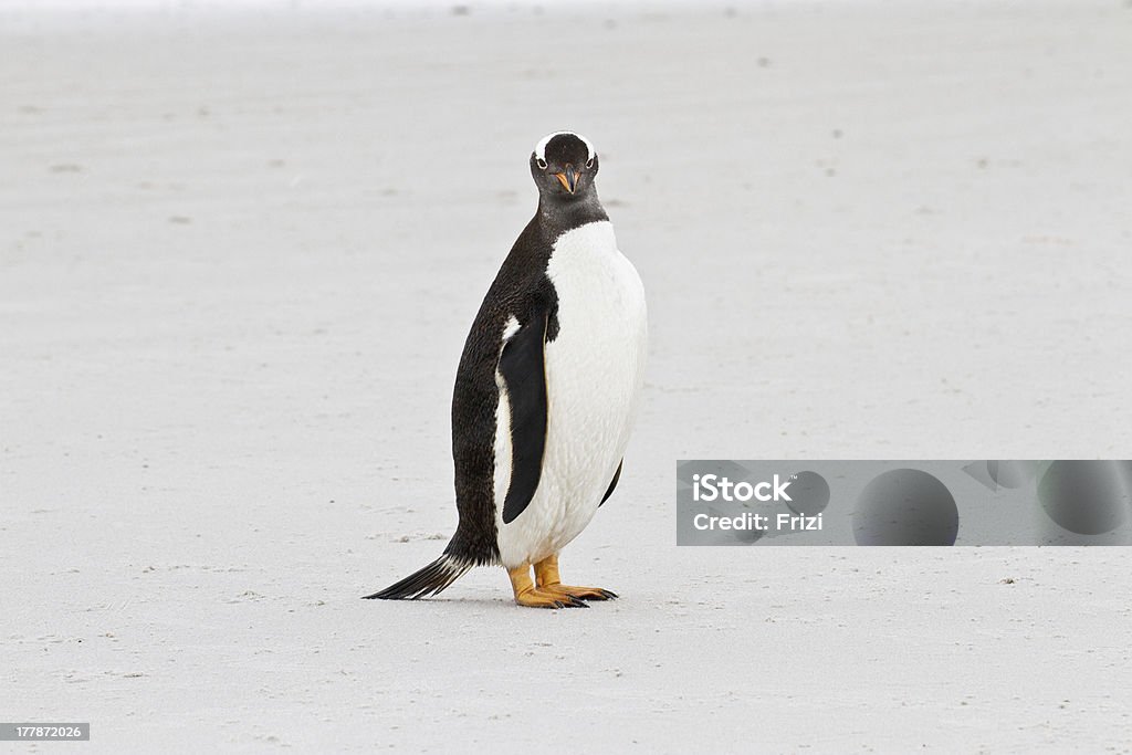 Pinguim Gentoo - Foto de stock de Adulto royalty-free