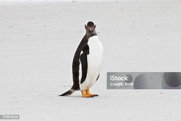 Foto de Pinguim Gentoo e mais fotos de stock de Adulto - Adulto, Animais caçando, Animal