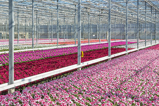 Colorful small potted flowers Primula Auricula blooming in the rows in greenhouse.