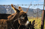donkey in the mountains, is behind the fence