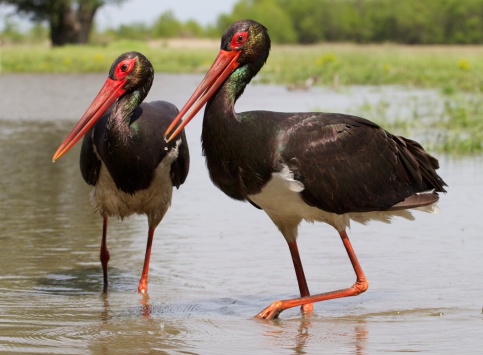 Black storks wading through a pond, Hungary