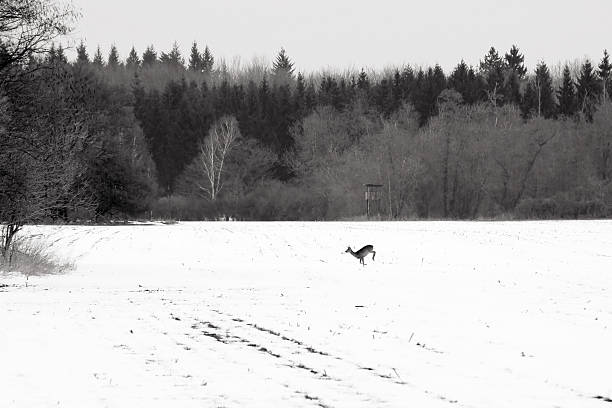 istock Deer at the edge of forest 177872208