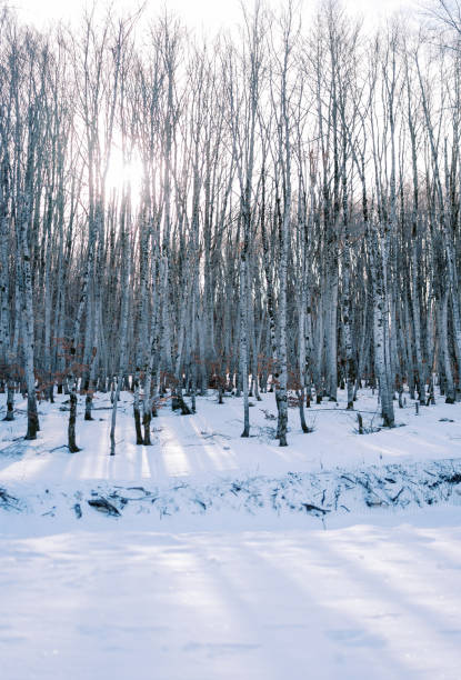 雪に覆われた��森の白樺の樹冠から差し込む太陽の光 - 5088 ストックフォトと画像