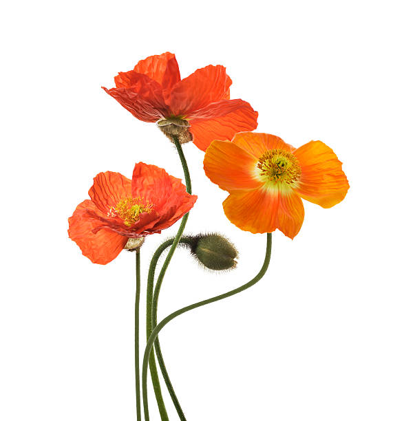 istock Poppy Flowers 177872653